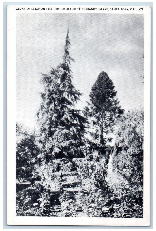 c1960s Cedar Of Lebanon Tree Over Luther Burbanks Grave Santa Rosa CA Postcard