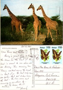 Reticulated Giraffes (11775)