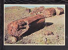 Petrified Logs,Petrified Forest,AZ Postcard BIN 