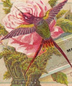 1880s James T. Allen Merchants Transfer Co. Lovely Hummingbird P116