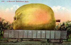 Exaggeration - A Mammoth Belleflower Apple