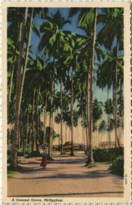 PC PHILIPPINES, A COCONUT GROVE, Vintage Postcard (b39161)