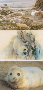 Grey Seals Painting 3x Stunning Seal Postcard s