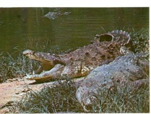 152784 CUBA ZOO American crocodile Old PHOTO PC