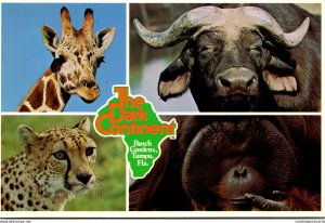 Florida Tampa Busch Gardens The Dark Continent Giraffe Cape Buffalo Cheetah a...