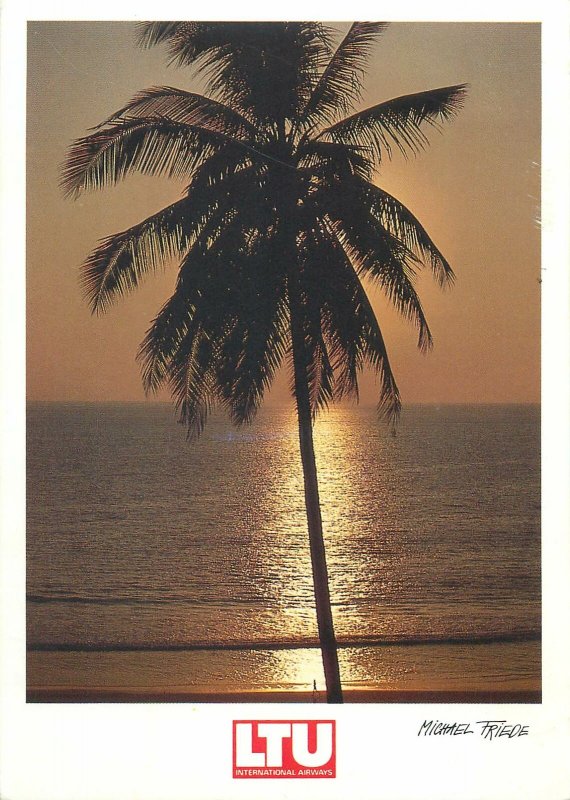 Sunset palm tree sea view Postcard