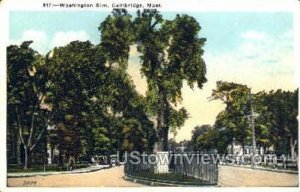 Washington Elm - Cambridge, Massachusetts MA Postcard