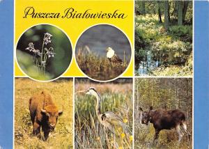 BF39593 buffalo  moose elan poland  bialowieska puszcza animal animaux