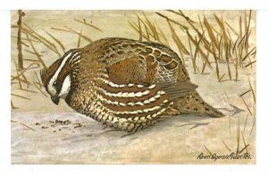 Birds - Bob White Quail