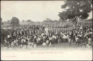 siam thailand, Wild Elephants entering the Kraal (1899) Postcard (I)