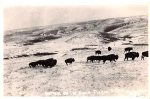 Buffalos on the Moor - Pierre, South Dakota