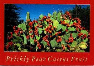 Arizona Prickly Pear Cacti and Fruit