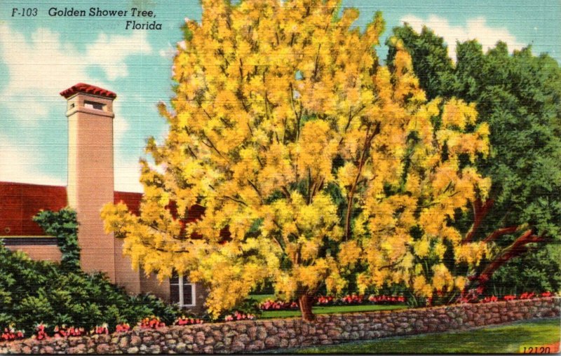 Florida Golden Shower Tree In Full Bloom