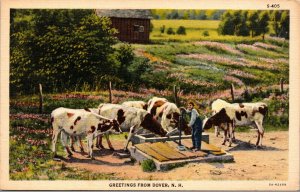 Vtg 1930s Greetings Dover New Hampshire NH Feeding Watering Cows Cattle Postcard