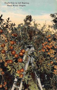 Apple Tree Full Bearing Orchard Farming Hood River Oregon 1910c postcard