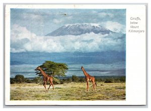 Giraffes Below Mount Kilimanjaro Tanzania Africa Continental Postcard O21