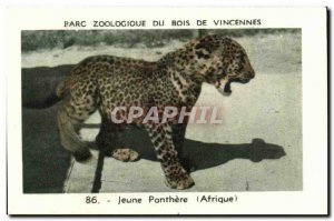 Image Zoo of Vincennes wood young panther africa