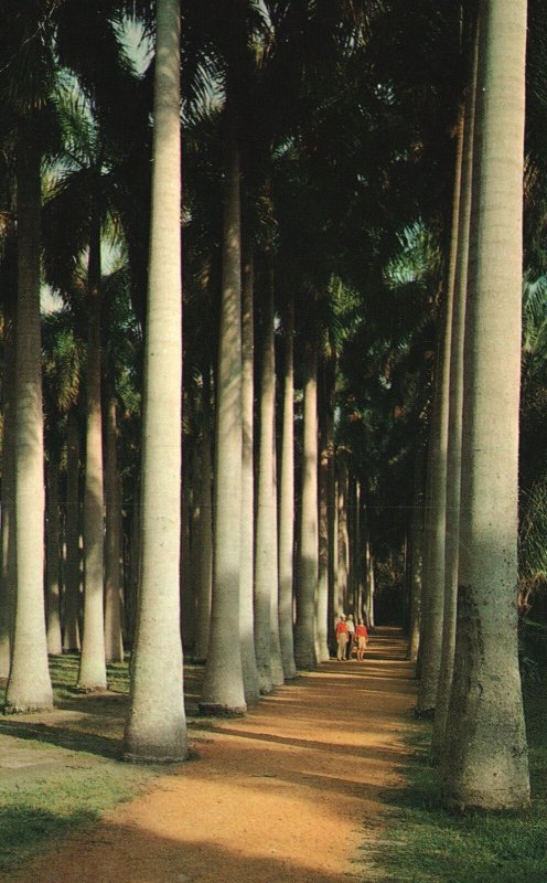 Vintage Postcard 1968 Cathedral of Royal Palm Trees at McKee Gardens Florida