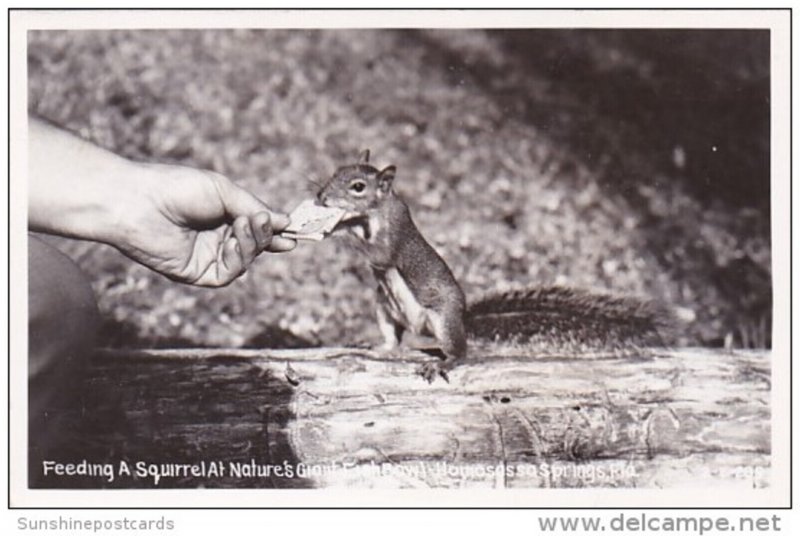 Florida Homosassa Feeding A Squirrel At Nature's Giant Fish Bowl Real Photo