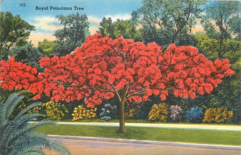 United States royal poinciana tree postcard