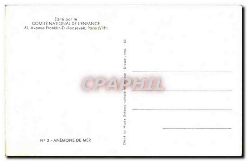 Modern Postcard Sea Anemone