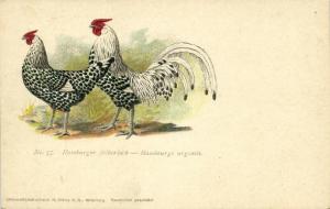 Chicken Hen Rooster, Hamburger Silberlack, Argentés (1910s) No. 55