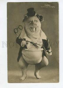 264494 ODEO French CARICATURE Dressed PIG Vintage postcard