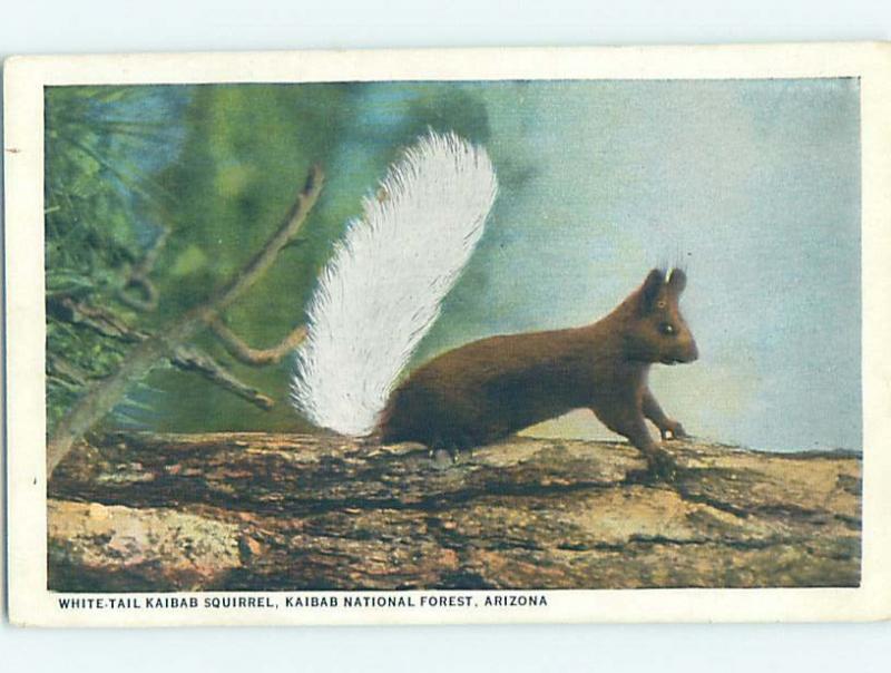 W-Border WHITE TAIL SQUIRREL Kaibab Forest At Grand Canyon Arizona AZ H3404