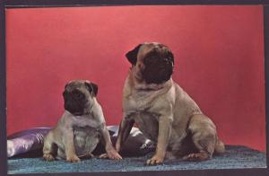 Purebred Pug Dogs Post Card K312