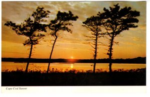 Trees at Sunset, Cape Cod  Massachusetts