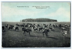 1912 Harrison Staten Land Agent Cow Herd Bloomington Illinois Vintage Postcard