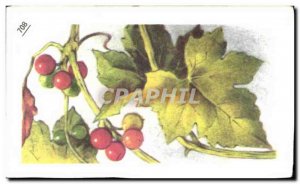 Image Entremets Francorusse Bryonne or white Vine