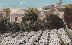 Bermuda Hamilton Lilies And Bananas 1923