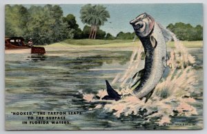 Exaggerate Fish The Tarpen Leaps To The Surface In Florida Waters Postcard E38