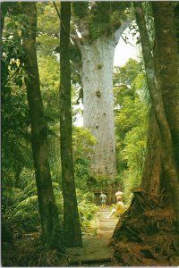 postcard New Zealand - Northland - Giant Kauri in the Waipoua Karuei Forest