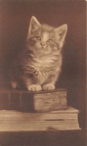 Kitten Sitting on a Stack of Books Cat Unused 