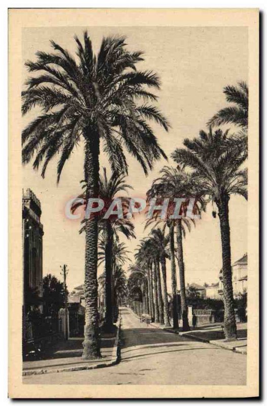 Old Postcard Hyeres les Palmiers Avenue Costa de Beauregard