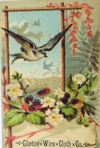 1880's Victorian Trade Card Clinton Wire Cloth Co Birds Blackberries Flowers P64