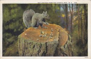New York Catskill Mountains Squirrel A Nutcracker  Curteich