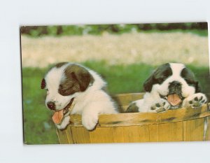 Postcard Two Puppies