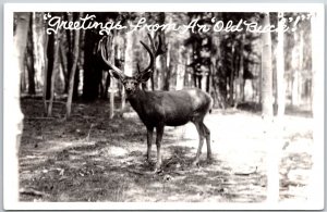 Greetings From An Old Buck Deer In The Forest RPPC Real Photo Postcard