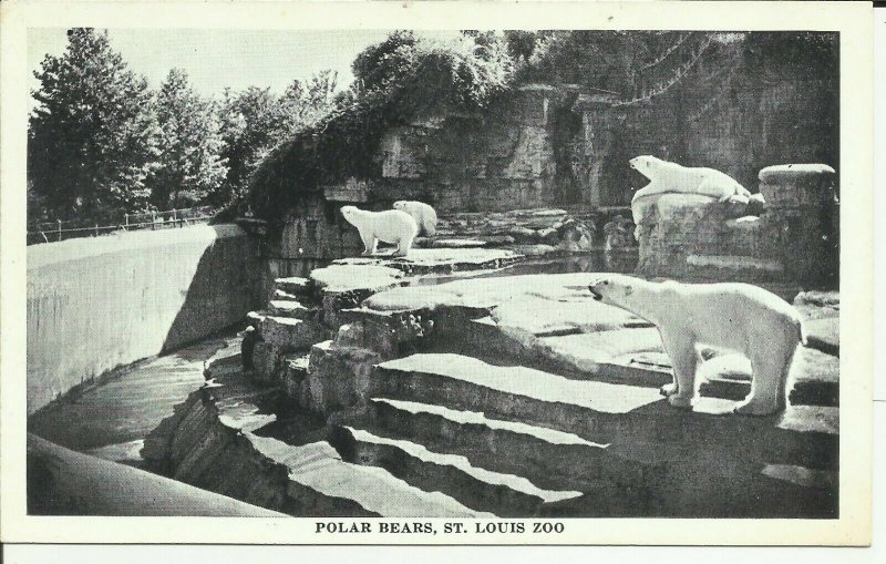 Polar Bears At St.Louis Zoo