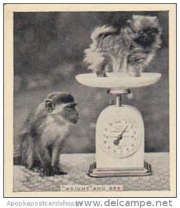 Phillips Cigarette Card Our Favorites No 31 Monkey Weighing Puppy