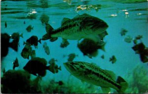 Fish Calico Bass Seen From Sub Boat Rainbow Springs Florida