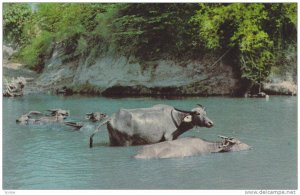 Philippine Adult and Baby Water Buffalo, Carabao, Cooling Off in River, Phili...