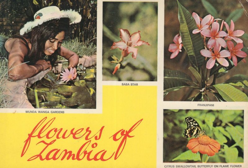 Munda Wanga Gardens Flowers Of Zambia Butterfly Postcard