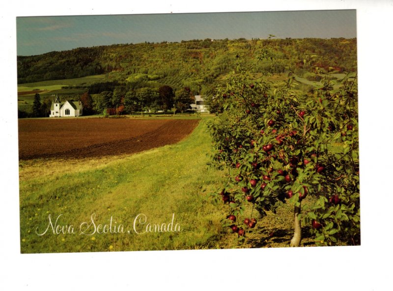 Large 5 X 7 inch Apple Orchard, Annapolis Valley Nova Scotia