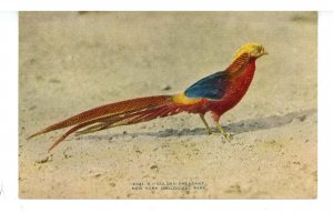 Birds - Golden Pheasant