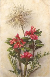 bEAUTIFUL FLOWERS oLDVINTGE ANTIQUE sWISS POSTCAR