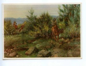 d237586 RUSSIA HUNT roe in the forest old postcard
